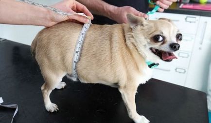 Cel mai gras câine din lume - 15 fotografii și explicații