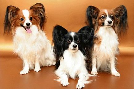 Cele mai inteligente rase de câini de talie mică - faunei sălbatice