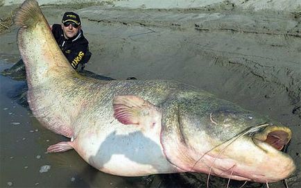 Cele mai mari pisică de mare și alte fapte despre acest pește (foto)