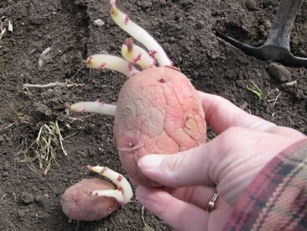 cartofi de plantare