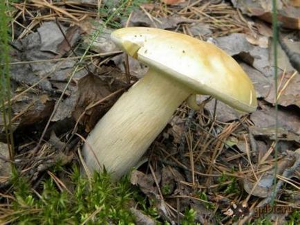 ciuperci comestibile (fungi) ciuperci comestibile