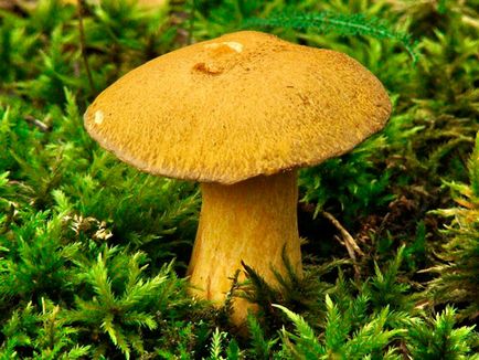 ciuperci comestibile 1 (feluri de mâncare al doilea ciclu de tratament) ciuperci comestibile 1