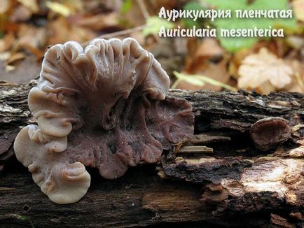 ciuperci comestibile (specii de ciuperci comestibile) ciuperci comestibile