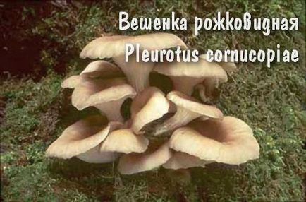 ciuperci comestibile (specii de ciuperci comestibile) ciuperci comestibile