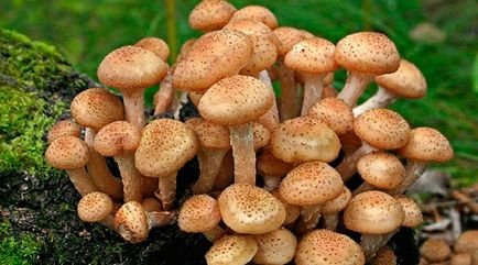 ciuperci comestibile 1 (comestibile) ciuperci comestibile 1