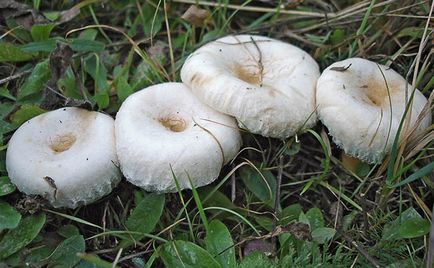 ciuperci comestibile 1 (comestibile) ciuperci comestibile 1