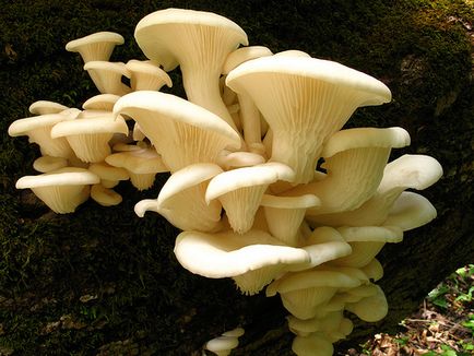 ciuperci comestibile (fungi) ciuperci comestibile