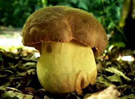 ciuperci comestibile (comestibile) ciuperci comestibile