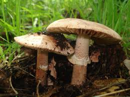 ciuperci comestibile (comestibile) ciuperci comestibile