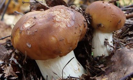 ciuperci comestibile 1 (fungi) ciuperci comestibile 1