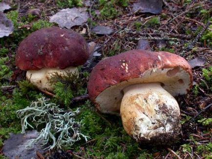 ciuperci comestibile (fungi) ciuperci comestibile