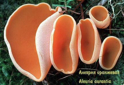 ciuperci comestibile (comestibile) ciuperci comestibile