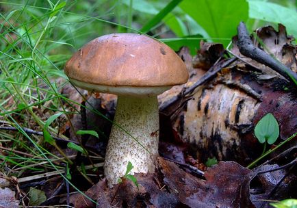 ciuperci comestibile 1 (fungi) ciuperci comestibile 1