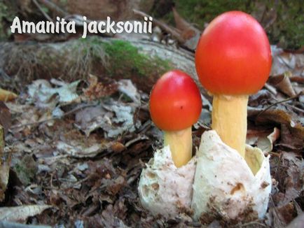 ciuperci comestibile (fungi) ciuperci comestibile