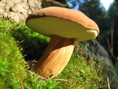 ciuperci comestibile cu fotografii și descrieri, ciuperci Encyclopedia