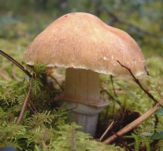 ciuperci comestibile cu fotografii și descrieri, ciuperci Encyclopedia