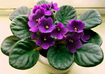 Saintpaulia (violete) de îngrijire la domiciliu