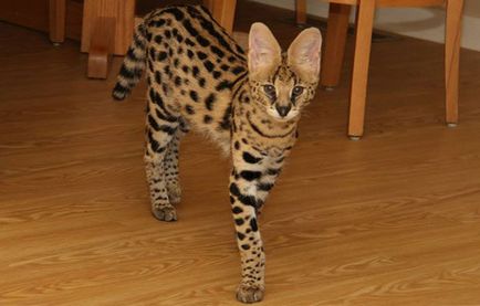 Serval (pisică africană), descriere rasa si natura fotografii