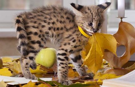 Serval (pisică africană), descriere rasa si natura fotografii