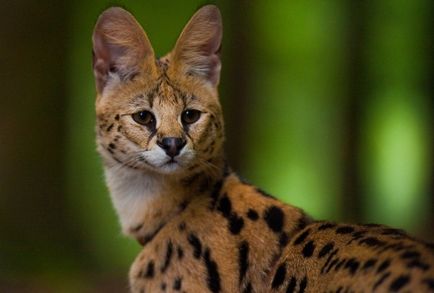 fotografie pisică Serval, prețul, natura rasei, descriere, videoclip