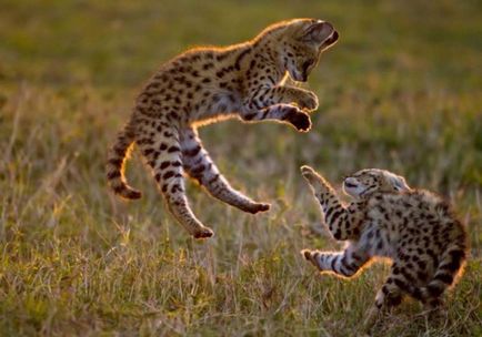 fotografie pisică Serval, prețul, natura rasei, descriere, videoclip