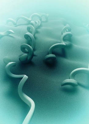 Sifilisul - cauze, simptome și tratament