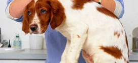 Simptomele de cancer de san la pisici și câini (foto și materiale video)