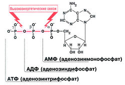 sinteza ATP