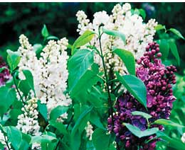 Lilac de la cumpărare să înflorească, știință și viață
