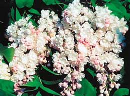 Lilac de la cumpărare să înflorească, știință și viață