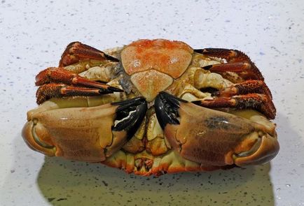 Cât de mult și cum să gătească crab proaspete și congelate la domiciliu (congelate) Cât de mult și cum să gătească crab proaspete și congelate la domiciliu