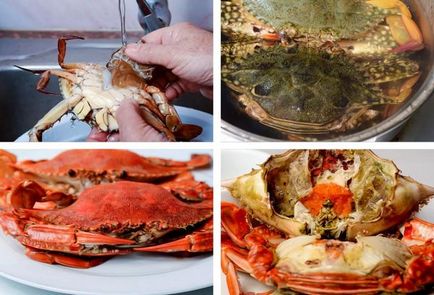 Cât de mult și cum să gătească crab proaspete și congelate la domiciliu (cât de mult) Cât de mult și cum să gătească crab proaspete și congelate la domiciliu