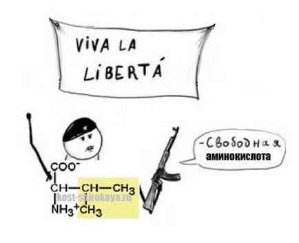 Cât de mult de proteine ​​digerabila ca proteine ​​digera la o masă de 1, fără proteine,