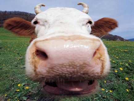 Cât de mulți dinți Vaca caracteristici structurale ale fălcilor