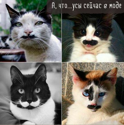 Funny cats poze