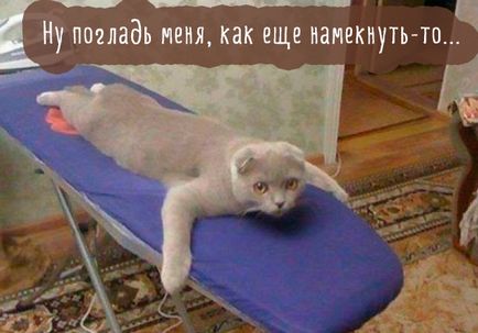 Funny cats poze