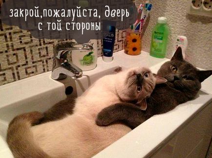 Funny cats poze