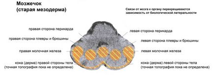 Din nou, despre creier, vindecare spațiu de viață (viață) Din nou, despre creier, spațiu de viață de vindecare