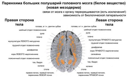 Din nou, despre creier, spațiu de viață de vindecare