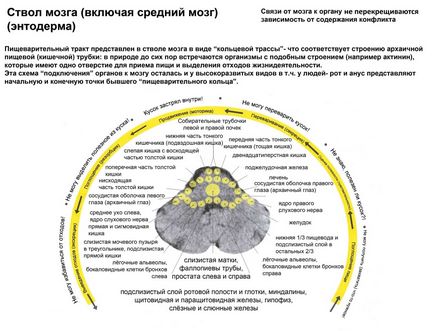 Din nou, despre creier, spațiu de viață de vindecare