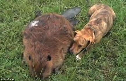 Canine loialitate câine, plângând la mormintele proprietarilor și îndurerată pentru cei morți prieteni cu patru picioare (câini) loialitate câine canina, plângând la mormintele proprietarilor și îndurerată pentru cei morți cu patru picioare prieteni
