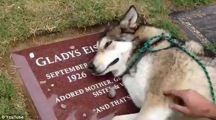 loialitate câine canina, plângând la mormintele proprietarilor și îndurerată pentru cei morți cu patru picioare prieteni