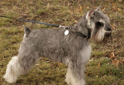 câine Schnauzer miniatural (50 poze) pitice albe, piper și sare de culoare, ce dimensiuni Schnauzer,