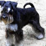 câine Schnauzer miniatural (50 poze) pitice albe, piper și sare de culoare, ce dimensiuni Schnauzer,