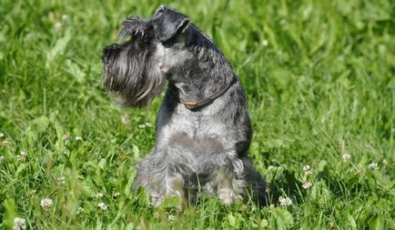 câine Schnauzer miniatural (50 poze) pitice albe, piper și sare de culoare, ce dimensiuni Schnauzer,