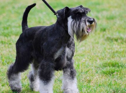 câine Schnauzer miniatural (50 poze) pitice albe, piper și sare de culoare, ce dimensiuni Schnauzer,