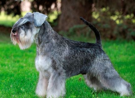 câine Schnauzer miniatural (50 poze) pitice albe, piper și sare de culoare, ce dimensiuni Schnauzer,