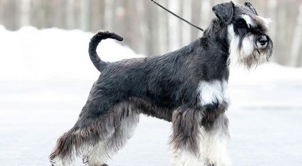 câine Schnauzer miniatural (50 poze) pitice albe, piper și sare de culoare, ce dimensiuni Schnauzer,