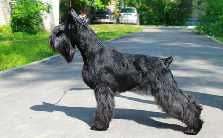 câine Schnauzer miniatural (50 poze) pitice albe, piper și sare de culoare, ce dimensiuni Schnauzer,