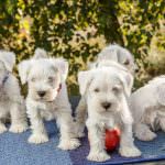 câine Schnauzer miniatural (50 poze) pitice albe, piper și sare de culoare, ce dimensiuni Schnauzer,